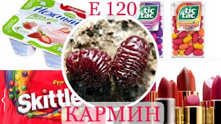 Кармин Е 120 харам тағамдар