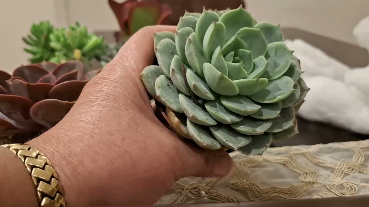 Haydi hanımlar hep beraber bir kargo açalım 😂🥰🥰💜💜💜🎀🎀🎁🎁🌵🍀🌹