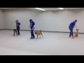 Shelter Dog Training Class Shelter Dog Training Class