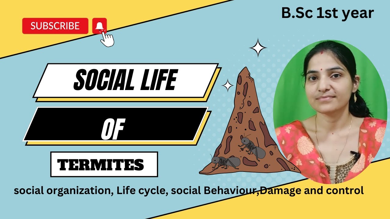 Social Life In School