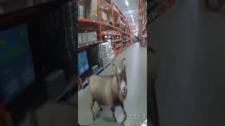 A Goat Runs Wild in the Store!