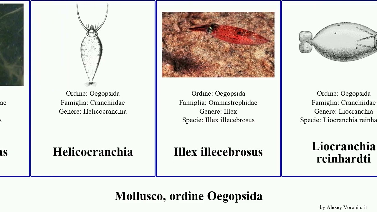 Mollusco, ordine Oegopsida borealis mollusca gigas Belonella Zachariah Hickman Liocranchia Illex