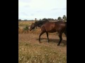 Round Penning An Aggressive Horse That Kicks & Rears - Rick Gore Horsemanship