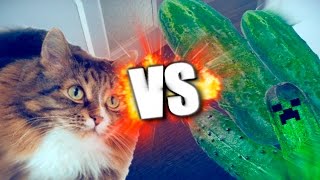 GATOS VS PEPINOS