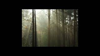 Mystical Moments: Journey Through the Enigmatic Fog Forest
