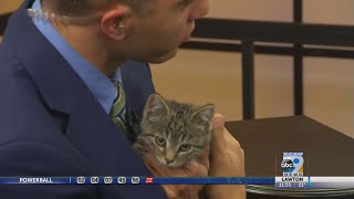 Pet Of The Week - Lucy The 8 Week Old Kitten