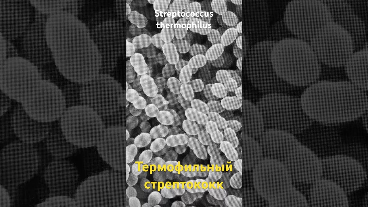Зачем термофильный стрептококк в закваске ?