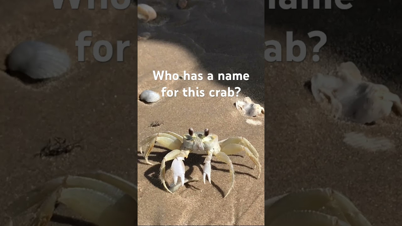 Crab name 