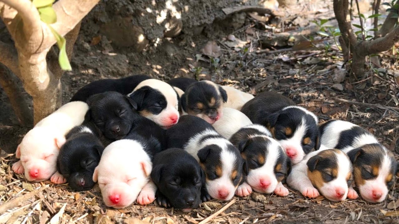 Незнакомая собака 🐶 родила рядом с моим домом, и последующие моменты стали исцеляющими 🐕🥰❤️