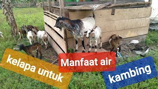 Manfaat air kelapa untuk kambing