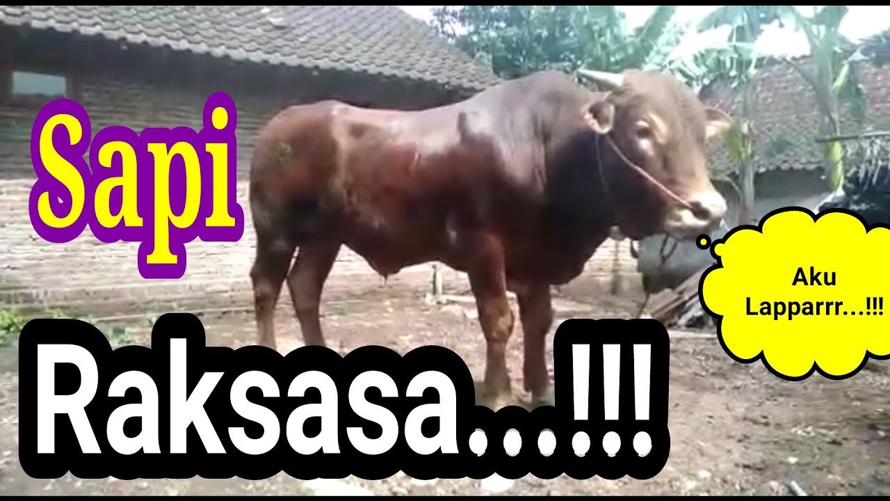 Sapi Raksasa - YouTube
