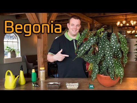 Video: Hur man beskär Dieffenbachia-växter: Tips för att beskära en Dieffenbachia