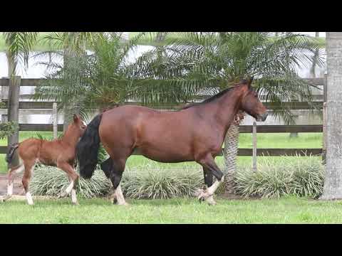 Lote 07 RZ FALSA CORAL DA CARAPUÇA TE