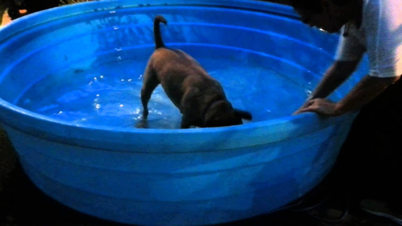 "Pig" plays with 16Lb bowling ball in horse trough. YouTube