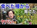 【ちょうど３年前】種から育てたアボカドの現在がとんでもないことになってます　　【園芸超人カーメン君】