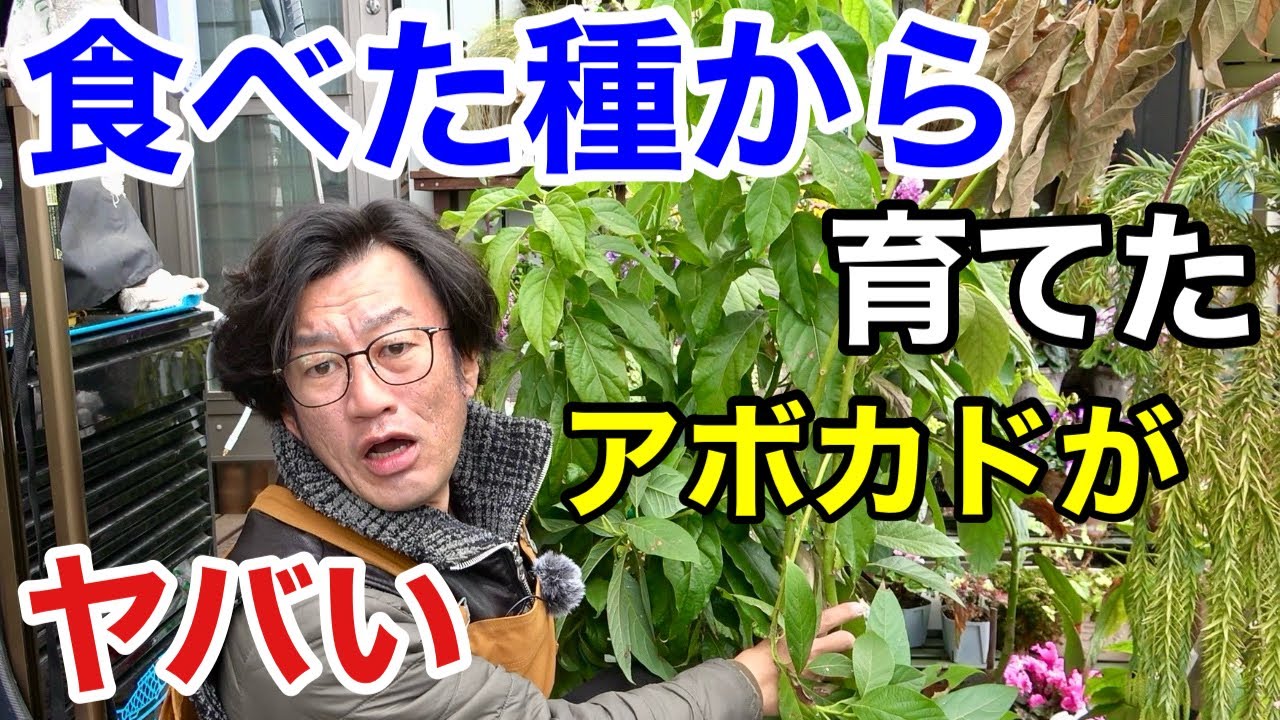 【ちょうど３年前】種から育てたアボカドの現在がとんでもないことになってます　　【園芸超人カーメン君】