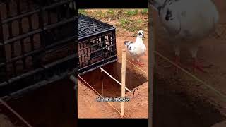 Amazing bird trap idea || birdtrap hunting trap jungle nature mouse mousetrap