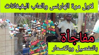 حصري الهارنس وكل العاب العصافير والبغبغانات لاول مرة وحصري للقناة بالاسعار وبالتفصيل مع يوسف الغاوي