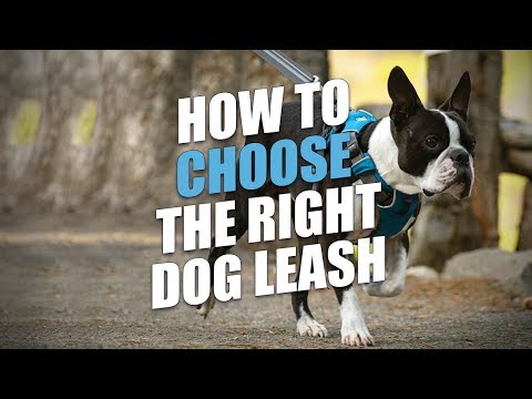Video: Cum de a alege lesa dreapta pentru câine
