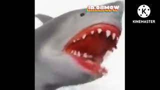 Preview 2 Shark Puppet Deepfake Resimi