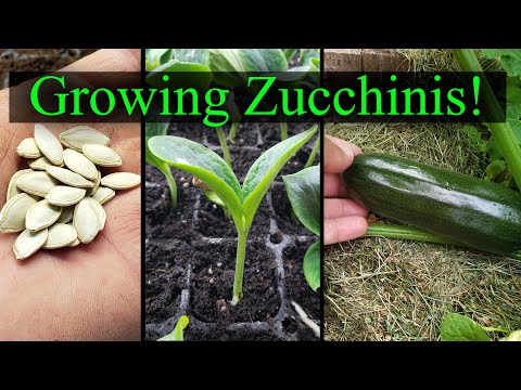 Growing Zucchini Part 1 Of 2 - The Definitive Guide