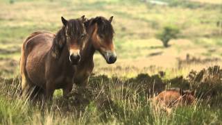 The Secret By Caroline Tout Eden Shorts 2014 Commended