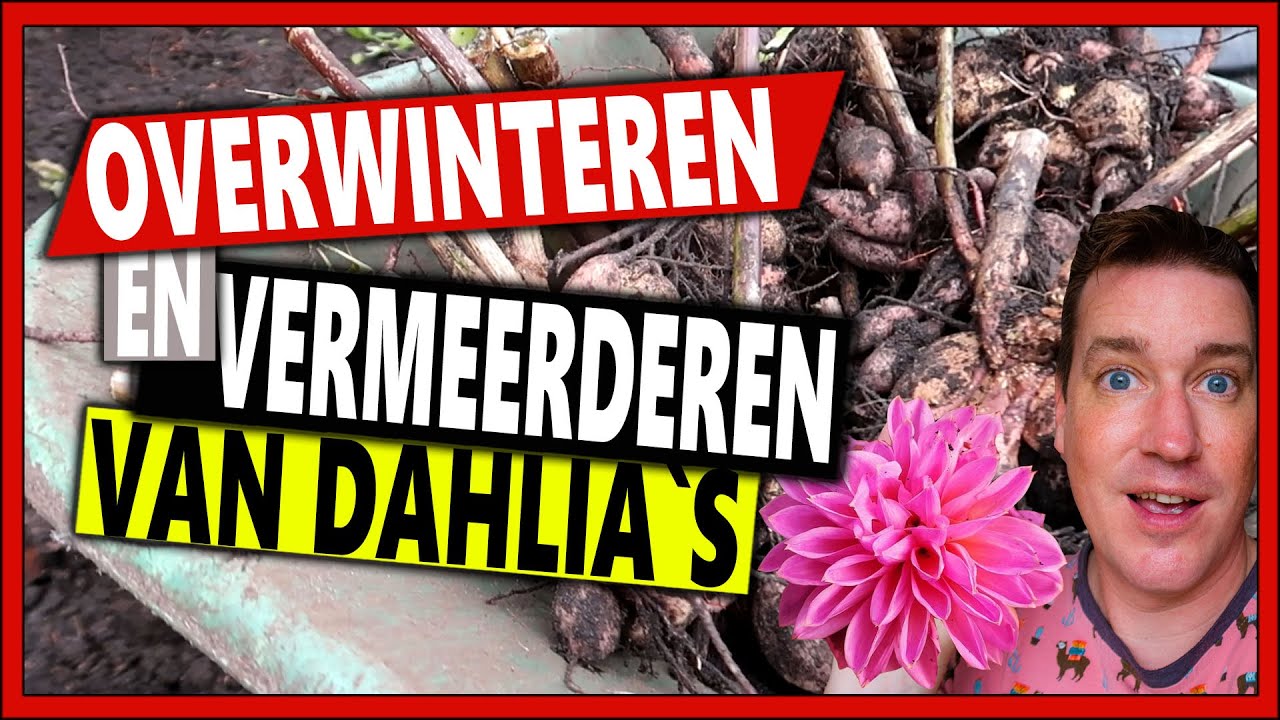 HET OVERWINTEREN EN VERMEERDEREN VAN DAHLIA`S | Week 48 | Vlog 112 | Dahlia rooien en dahlia stekken