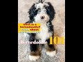 What is a bernedoodle? Bernedoodle 101