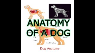 ANATOMY OF A DOG
