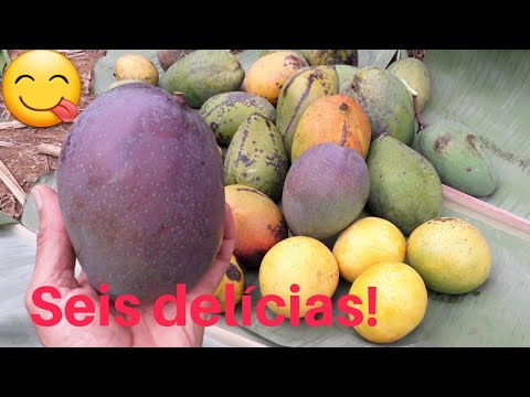 Mango - Frutas do Brasil