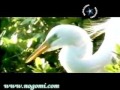 هشام عباس اسماء الله الحسنى اقرا الوصف