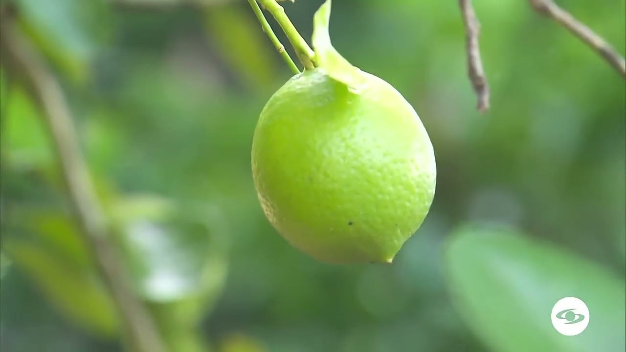 Limón para exportación - La Finca de Hoy