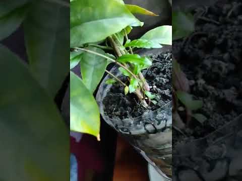 гранат из косточки,