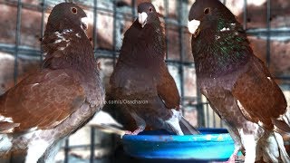 Newly Paired German Beauty Homer Pigeon  Best Fancy Pigeon Active and Aggressive