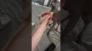 Всеядные 👌