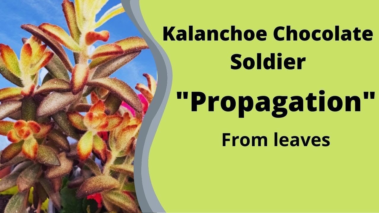 Propagating Chocolate Soldier Succulents from leaves-Kalonchoe Tomentosa