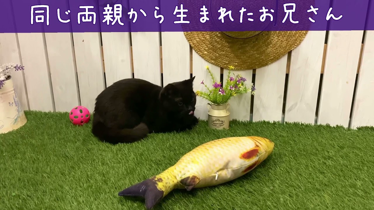 ボンベイ 北海道 男の子 21年2月2日 ブラック パパは最高位 神メソッドお風呂動画 みんなの子猫ブリーダー 子猫id 2104