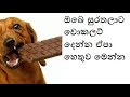 සුරතල් සතුන්ට චොකලටි විශවන හේතුව | Don&#39;t Feed Chocolate to Your Dog | Aruna Namal