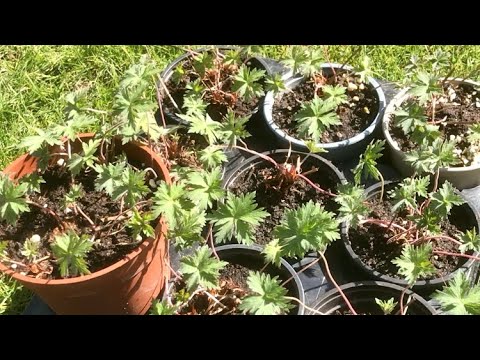 Video: Apakah calliope geranium abadi?