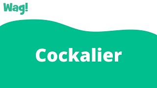 Cockalier | Wag!