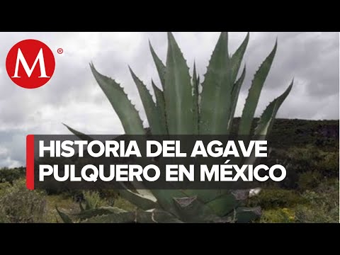 Video: Tequila, Mezcal y Pulque: 3 Bebidas Hechas de Agave