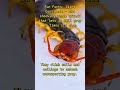 The hidden truth behind the giant centipede’s shocking venom attack #shorts