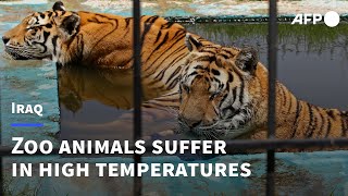 Baghdad zoo animals suffer as temperatures breach 50 degrees | AFP