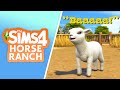 SIMS 4 HORSE RANCH GAMEPLAY VIDEO CLIP OF MINI SHEEP REVEALED!