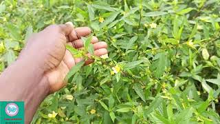 Cida Acuta. Make Your Spirit Strong Using These Leaves. Cida Acuta Has Powerful Spiritual Uses.