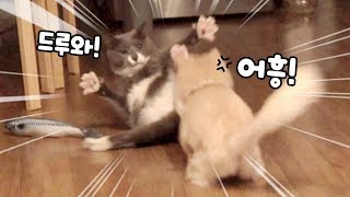 Cute fight of cats.