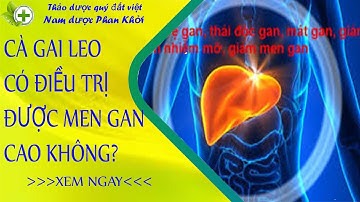 cà gai leo có trị được men gan cao không