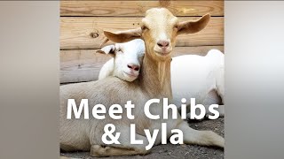 Three-Legged Baby Goat&#39;s Twin Brother Cheers Her On