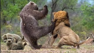 عندما يهجم الدب على الاسد..انظروا ماذا حدث !! When the bear attacks the lion . look what happened !!
