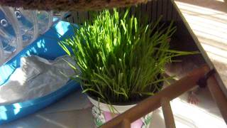 Mes 3 Amours Et Lherbe A Chat Video